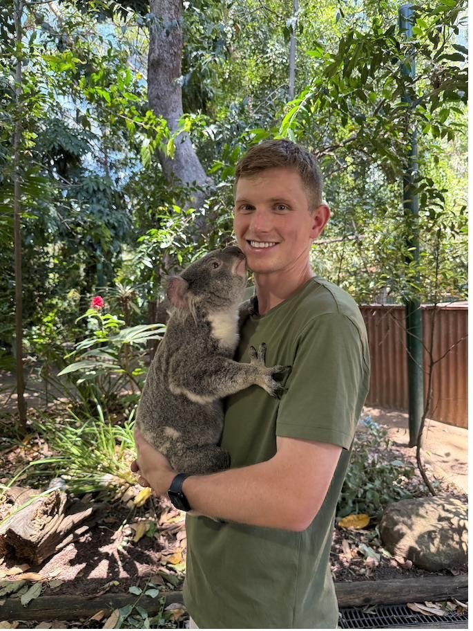 Koala, Gold Coast