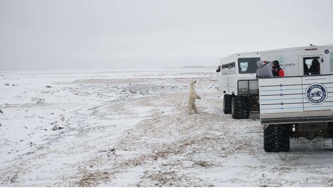 Polar bears near Churchill