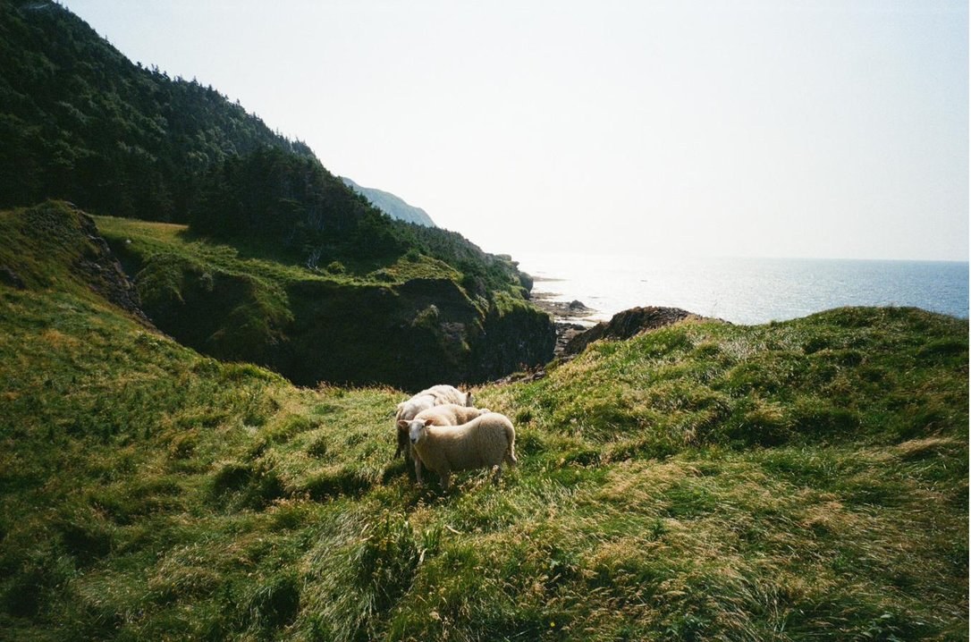 Green Gardens, Gros Morne National Park
