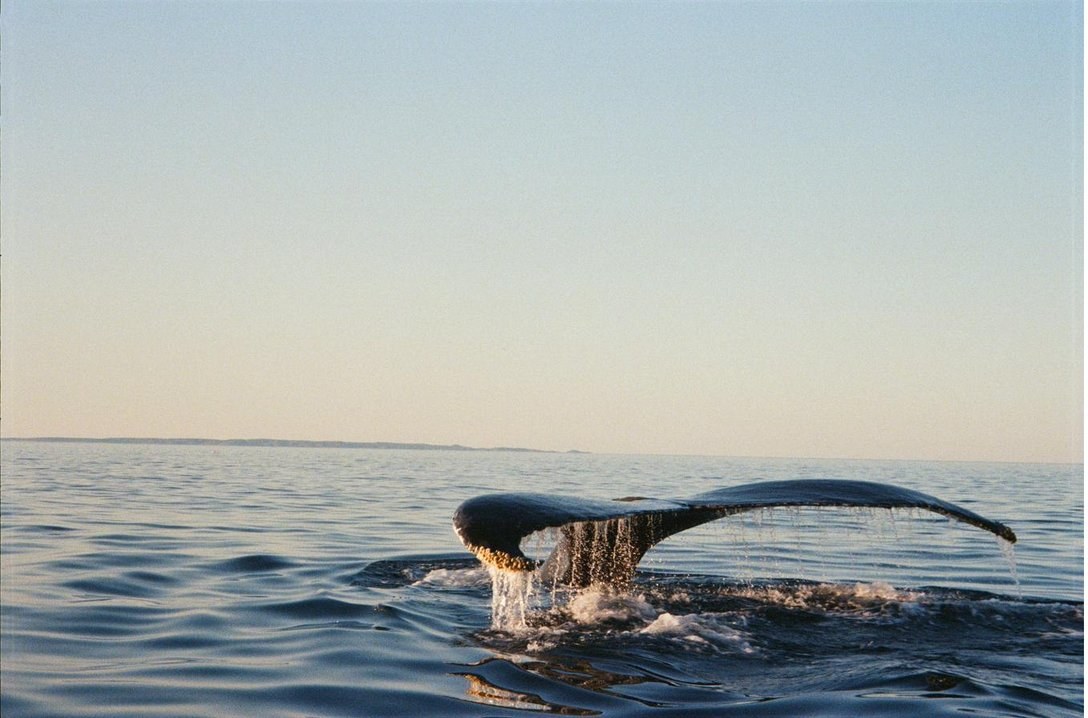 Whale watching in Pacquet, Newfoundland